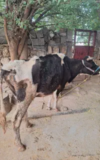 گوساله ابستن