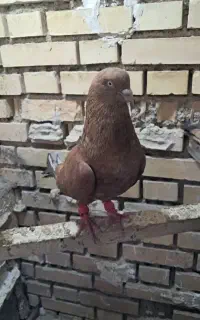 فروش کبوتر کله ابادانی اتیغه