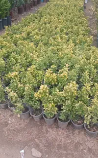 شمشاد طلایی ریشه پر  به قیمت عمده زیر قیمت بازار