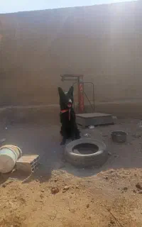 ماده سگ ژرمن