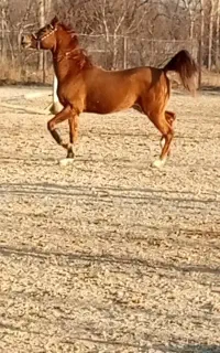 اسب