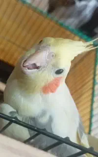 جوجه عروس هلندی سرلاکی