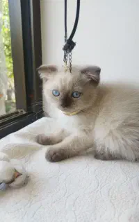 گربه خانگی نژاد دار
