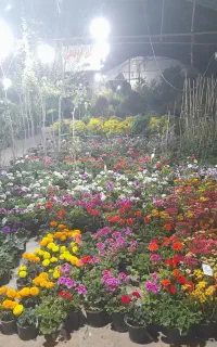 باغبانی و کاشت گل و گیاه درمنزل وباغ شما