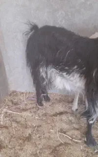 بز دورگ