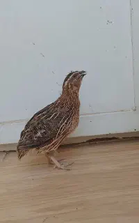 بلدرچین جوان نر