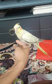 پرنده