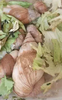 حلزون کلاژن ساز