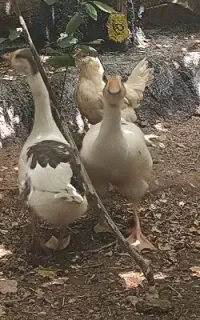 قو غاز