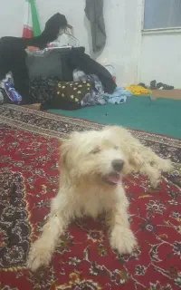 سگ پاکوتاه که