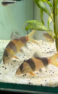 لوچ دلقک پوزه بوته ای l۳۳۳