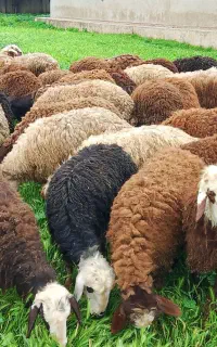 گوسفند بره چاق کشتاری نر ماده