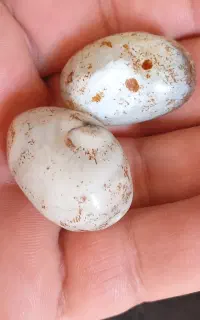 مهره سلیمانی