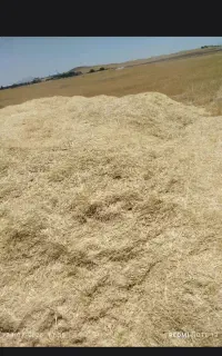 کاه