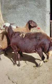 ۳راس گوسفند جوان آبستن نژاد دار با اصالت