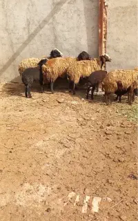 میش بره دار