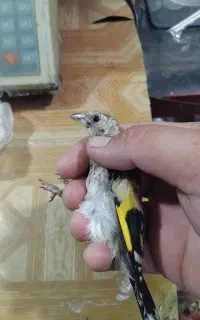 ۲ تا جوجه سهره نر