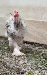 نیمچه برهما و خروس برهما اصیل