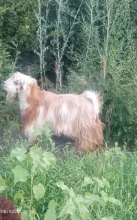 دو تا بز یکی نر ویکی ماده نژاد دار دوقلو زا