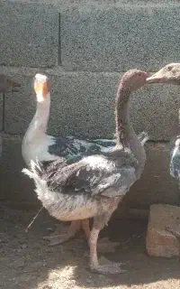 غاز و قو غاز