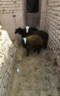 بره ماده نژاد شال