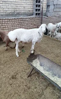 فروش قوچ‌کرسفید چینی