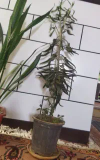 گل مناسب اپارتمان