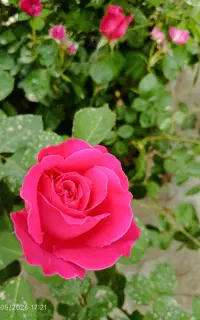 گل رز و غنچه
