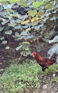 خروس لاری سرحال