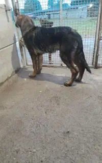 سگ ژرمن شپرد