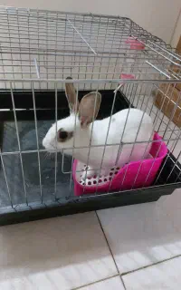 خرگوش ۶ ماهه بامزه و خوشگل