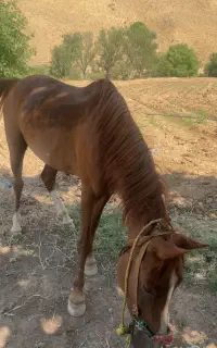سلام اسب سواری