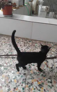 گربه سیاه اهلی