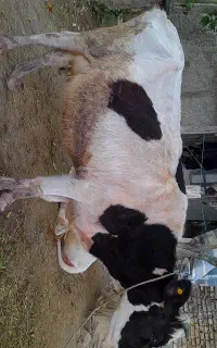 گاو و گوساله نر هلندی