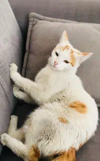 گربه خانگی