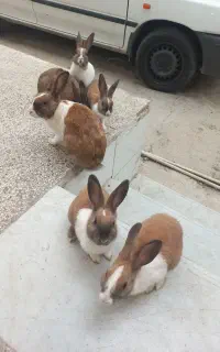 خرگوش