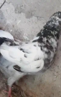 کبوتر پرشی