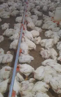 کارگر مرغداری