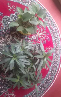 گل موسی در گهواره و پتوس