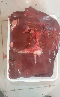 آلایش گوسفندی و گوساله