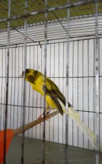 قناری نر و ماده سوپر و رسمی بلند آماده