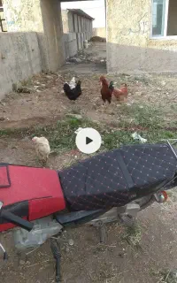 مرغ خروس