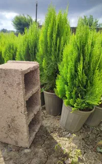 کامیس گیلان ( کاج زعفرانی سبز) اصل