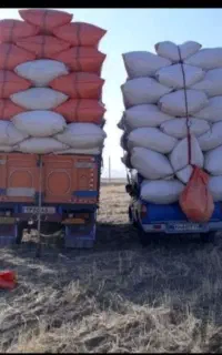 کاه گندم دیم نرم لرستان منطقه سرد سیر