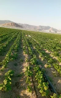 کارشناسی و تغذیه سیفی جات و گلخانه