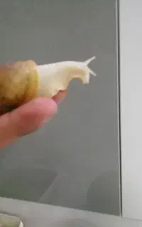 حلزون زیبا و ارزان