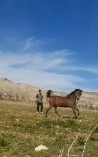 اسب مادیان درهشور