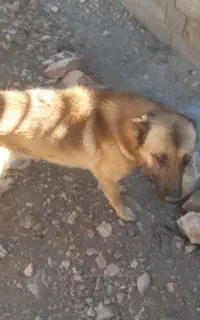 سگ نگهبان