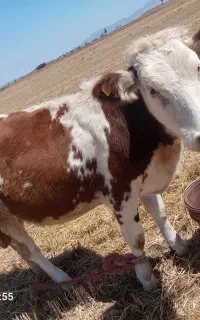 حیوانات مزرعه