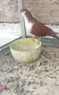 کفتر نر ماده ساده حیوون بدردبخور